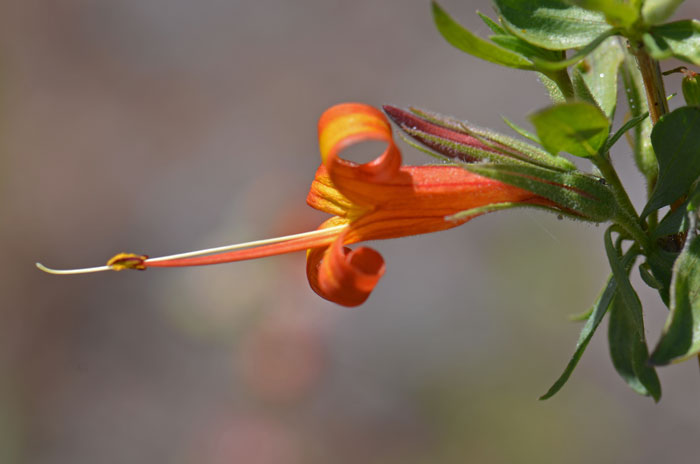 Anisacanthus thurberi, Thurber’s Desert Honeysuckle